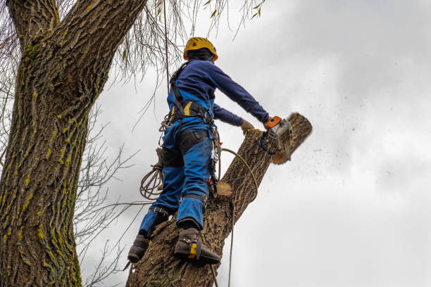 How Our Tree Care Process Works  in  Homestead, FL